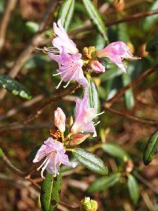Rhododendron searsiae (Wilson 1346 R503)
