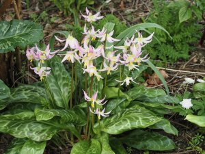 Trillium and Erythronium