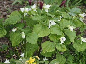 Trillium and Erythronium