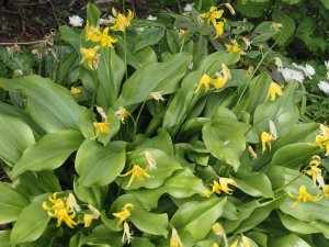 Trillium and Erythronium