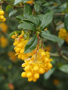 Mahoberberis ‘Cally Rose’