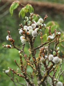 Salix ‘Boydii’