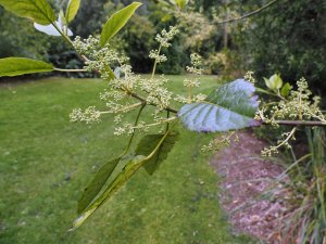 Aristotelia serrata