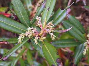 Comarostaphylis discolor subsp. discolor
