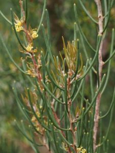 Hakea eppiglottis