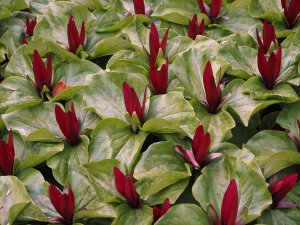 Trillium chloropetalum