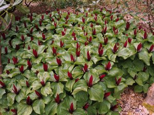 Trillium chloropetalum