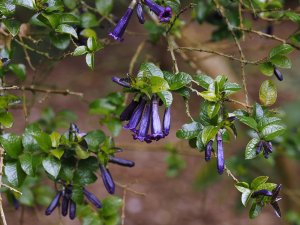 Rhaphithamnus spinosus
