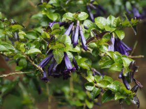 Rhaphithamnus spinosus