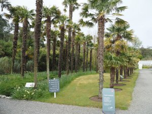 The view from the entrance through the Trachycarpus avenues