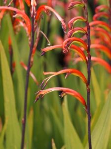 Watsonia tabularis