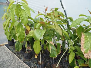 Wild collected seed from Itoa orientalis
