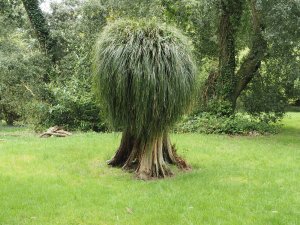 dealing with an old stump