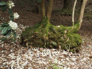 Rhododendron sinogrande