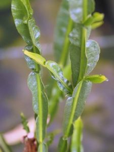 Baccharis genistelloides