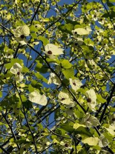 Davidia involucrata