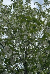 Davidia involucrata