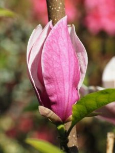 Magnolia ‘Purple Prince’