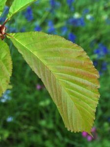 Sorbus megalocarpa var. cuneata
