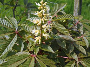 Aesculus glabra ‘April Wine’
