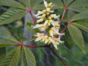 Aesculus glabra ‘April Wine’