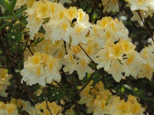 unnamed deciduous Azalea