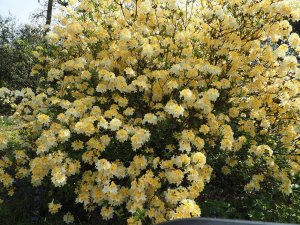 unnamed deciduous Azalea