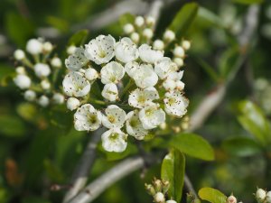 Crataegus berberifolia