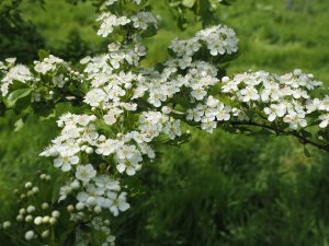 Crataegus brachyacantha