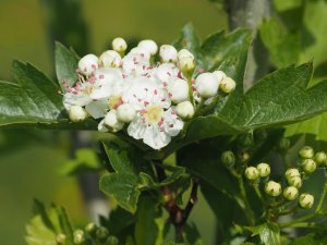 Crataegus chlorosarca