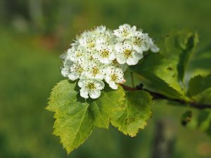 Crataegus dahurica