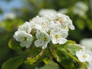 Crataegus durobrivensis