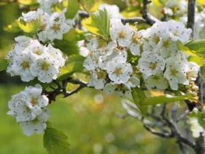 Crataegus ellwangeriana ‘Fire Ball’