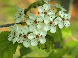 Crataegus induta