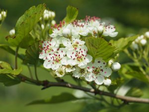 Crataegus jozana