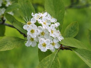 Crataegus miuveacis