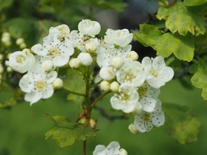 Crataegus wattiana