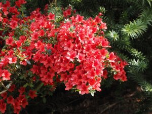 Azalea ‘Black Hawk’