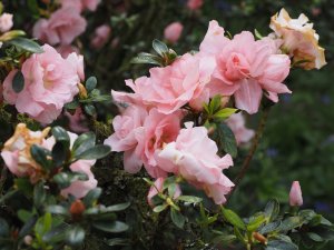 Azalea ‘Blushing Bride’