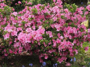 Azalea ‘Greenway’