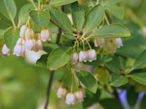 Enkianthus campanulatus ‘Albiflorus’