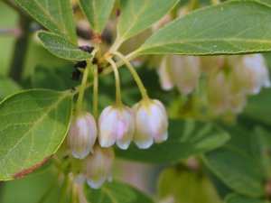 Enkianthus campanulatus ‘Albiflorus’
