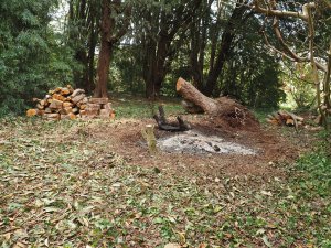 clearance of the large Rhododendron