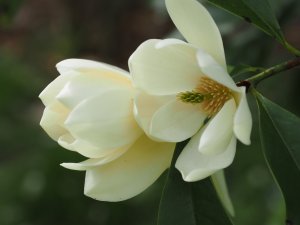 Magnolia ‘Fairy White’