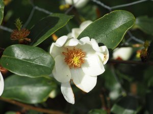 Magnolia laevifolia ‘Gail’s Favourite’
