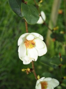 Magnolia laevifolia ‘Gail’s Favourite’