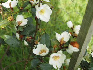 Magnolia laevifolia ‘Gail’s Favourite’