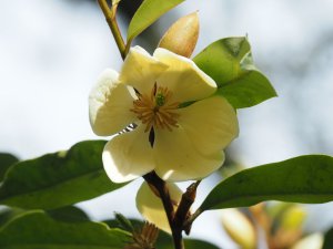 Magnolia laevifolia ‘Kunming’