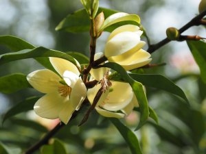 Magnolia laevifolia ‘Kunming’