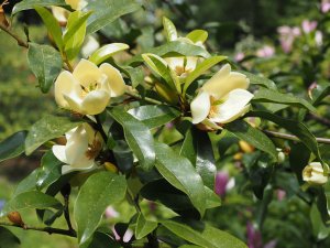 Magnolia laevifolia ‘Kunming’
